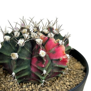 T{e@MmJLE ~nmrb`(ꉲO) 3 E(i)@CeAO[   킢 |