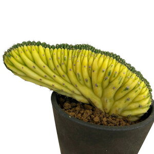 T{e@gRZEX o`mC oGK[^ NX^[^ 4 D(i)@CeAO[   킢 |