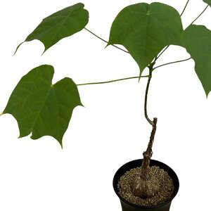 򍪐A@tB~Ai R[^ 3O(̂܂1)@CeAO[   킢 |