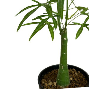 򍪐A@AfjA xli[^ 4O(̂܂1)@CeAO[   킢 |