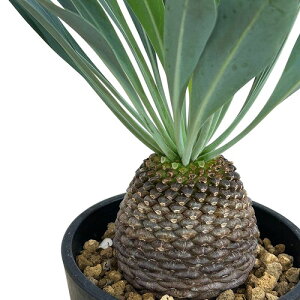 A@[tHrA uuEtHA(Sb) 3.5(̂܂1)@CeAO[   킢 |