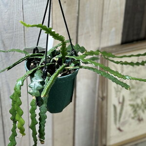 A@󂠂 GstB AOK[ 4.5݂蔫(̂܂1)@CeAO[   킢 |