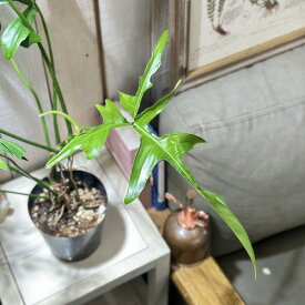 観葉植物　フィロデンドロン クエルシフォリウム 4号(個体おまかせ1鉢)　インテリアグリーン おしゃれ 可愛い かわいい 室内園芸