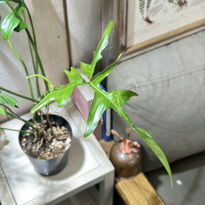 ϗtA@tBfh NGVtHE 4(̂܂1)@CeAO[   킢 |