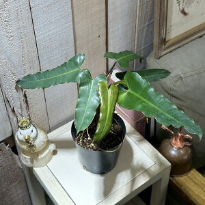 ϗtA@tBfh rb^G ubN 4(̂܂1)@CeAO[   킢 |