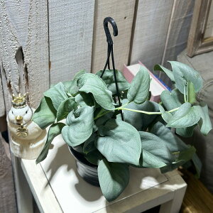 ϗtA@XL_vTX IXgVo[ 4݂蔫(̂܂1)@CeAO[   킢 |