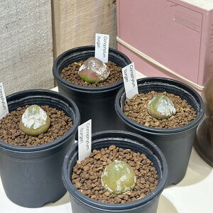 A@RmtBc uQ 2.5(̂܂1)@CeAO[   킢 |