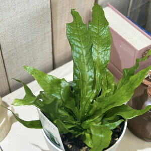 ϗtA@NR_Ct@[ 4(̂܂1)@CeAO[   킢 |