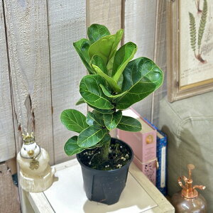 ϗtA@tBJX or[m 4Xbg(̂܂1)@CeAO[   킢 |