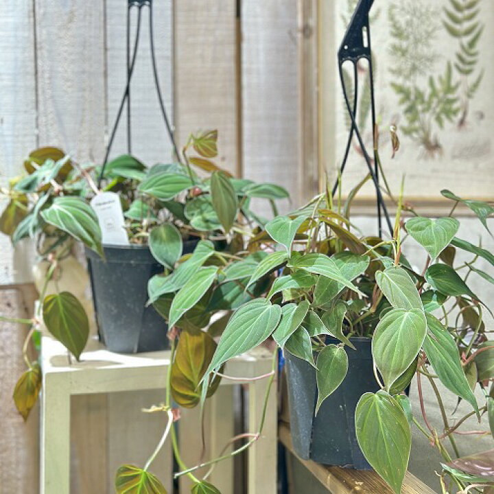 楽天市場】観葉植物 フィロデンドロン ミカンス 5号スリット吊り鉢 