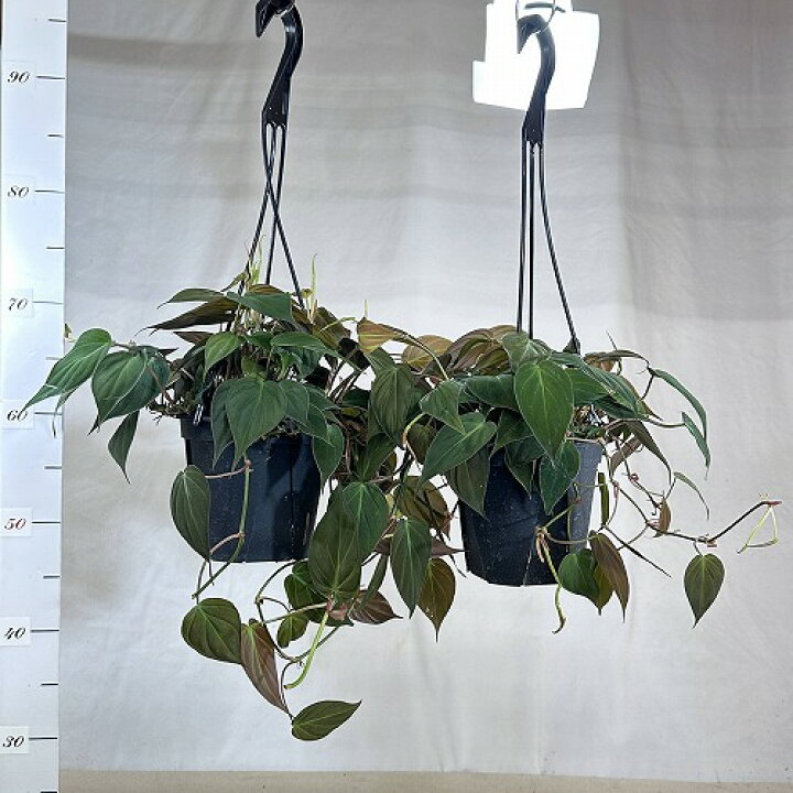 楽天市場】観葉植物 フィロデンドロン ミカンス 5号スリット吊り鉢 