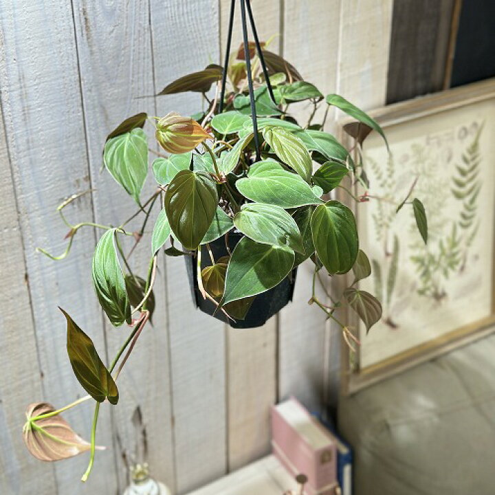 楽天市場】観葉植物 フィロデンドロン ミカンス 5号スリット吊り鉢 