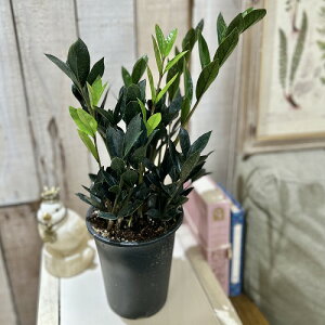 ␫U~INJX _[NU~N(PVP) 4O(̂܂1)@t  ϗtA CeAO[   킢 |