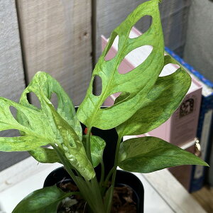 ϗtA@Xe jA[^ bgh~g 3dpO(̂܂1)@CeAO[   킢 |