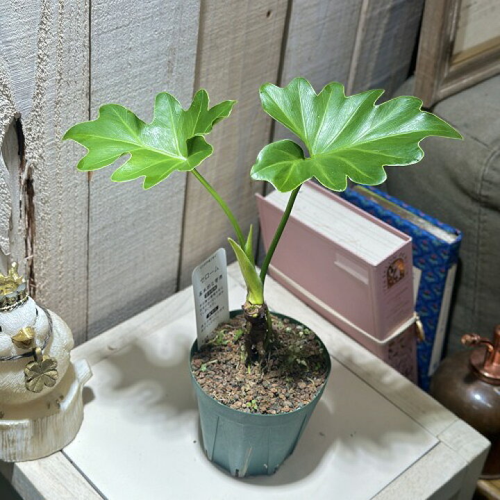 セローム 根上り 大型！ 146センチ 8号鉢 観葉植物 ガーデニング 楽天 