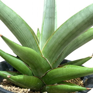 A@TZxA `F[ Sansevieria Chain 3(i)@CeAO[   킢 |