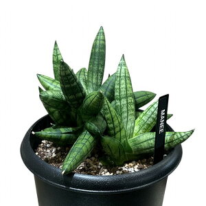 A@TZxA }j[ Sansevieria Manee 5(i)@CeAO[   킢 |
