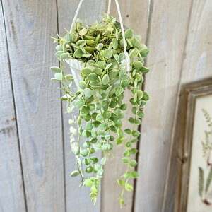 ϗtA@fBXLfBA kA oGK[^ 2.5݂蔫(̂܂1)@CeAO[   킢 |