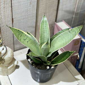 A@TZxA Vo[nj[ 3.5(̂܂1)@CeAO[   킢 |