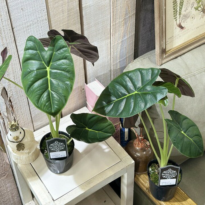 楽天市場】観葉植物 アロカシア ゴールデンボーン 3号(個体おまかせ1鉢 