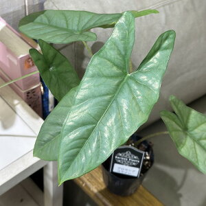 ϗtA@AJVA R] 3(̂܂1)@CeAO[   킢 |