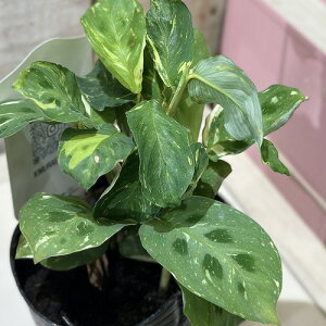 ϗtA@}^ PRrAi oGK[^ 3(̂܂1)@CeAO[   킢 |