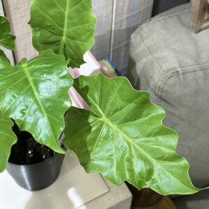 ϗtA@AJVA [C_[ 4(̂܂1)@CeAO[   킢 |