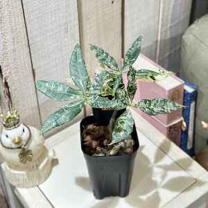 観葉植物 斑入りパキラ アクアティカ ミルキーウェイ 3号ロングスリット鉢(個体おまかせ1鉢) インテリアグリーン おしゃれ 可愛い かわいい 室内園芸