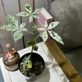 観葉植物　パキラ ミルキーウェイ(斑入り) 3.5号硬質ポット(個体おまかせ1鉢)　インテリアグリーン おしゃれ 可愛い かわいい 室内園芸