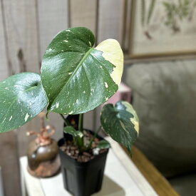 観葉植物　斑入りモンステラ タイコンステレーション 3.5号スリット角鉢(個体おまかせ1鉢)　インテリアグリーン おしゃれ 可愛い かわいい 室内園芸