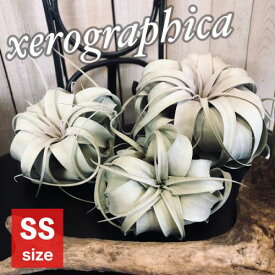 キセログラフィカ(本物) SS(ミニ) 形状おまかせ　エアプランツ チランジア チランドシア 観葉植物 インテリアグリーン 可愛い かわいい おしゃれ