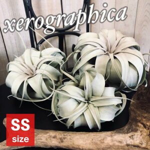 観葉植物 エアプランツ キセログラフィカの通販 価格比較 価格 Com