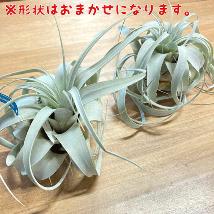 楽天市場 エアプランツ キセログラフィカ ｓｓ ミニ 観葉植物 インテリア 室内で育てる チランジア 大型種 ｌｅａｆｓ