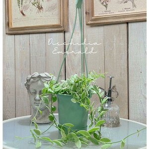 ϗtA ݂艺@fBXLfBA Gh 3.5݂蔫 CeAO[ IV nMO Dischidia emerald