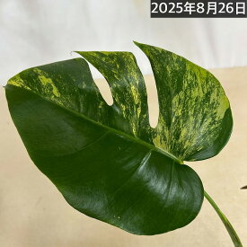 斑入りモンステラ ボルシギアナ オーレア(黄斑) 4号硬質黒ポット※葉傷みあり 個体A(現品)　観葉植物　インテリアグリーン 室内園芸 おしゃれ 可愛い かわいい