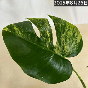 胂Xe {VMAi I[A() 4d|bgt݂ A(i)@ϗtA@CeAO[ |   킢