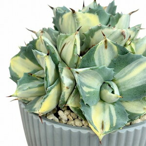 []AKx |^g ܗ_ q^Cv 3.5(̂܂1)@ ܗ_ A S Ă₷ hCK[f ɋ