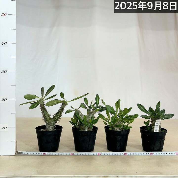 楽天市場】【訳あり】パキポディウム 恵比寿大黒(個体おまかせ1鉢) 3.5 