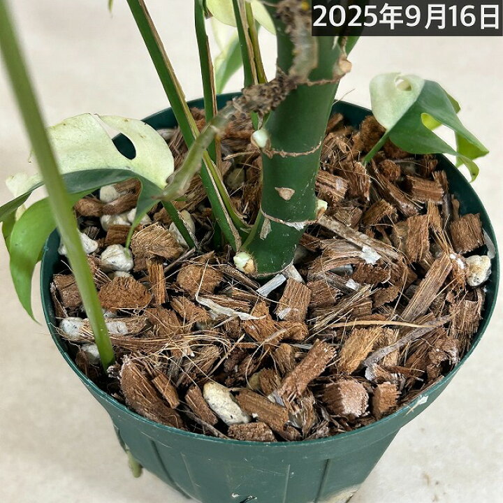 楽天市場】【現品】斑入り姫モンステラ(ラフィドフォラ テトラスペルマ 