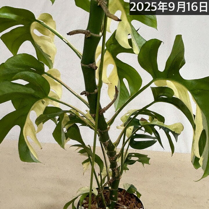 楽天市場】【現品】斑入り姫モンステラ(ラフィドフォラ テトラスペルマ 