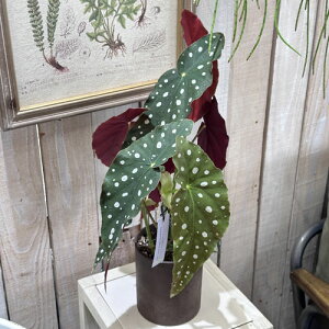 ϗtA@xSjA }N[^(}N^) 4.5(܂1)@CeAO[ | LC 킢 