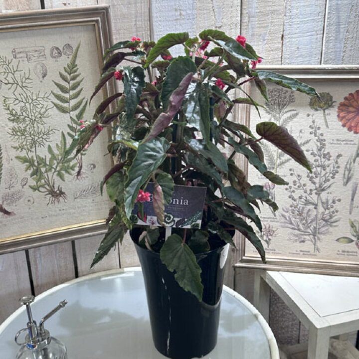 楽天市場】観葉植物 ベゴニア ジニー銀河(Ginny Ginga) 6号 インテリア  
