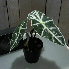 アロカシア ポリー 4号【alocasia polly】【観葉植物】【インテリアグリーン】【オシャレ】【個性的な葉】