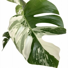 観葉植物　モンステラ ホワイトタイガー(白斑入り) 5号 個体B　インテリア カワイイ 可愛い 希少 現品 現物 一点もの
