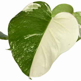 観葉植物　モンステラ ホワイトタイガー(白斑入り) ハーフムーン 5号 個体A　インテリア カワイイ 可愛い 希少 現品 現物 一点もの