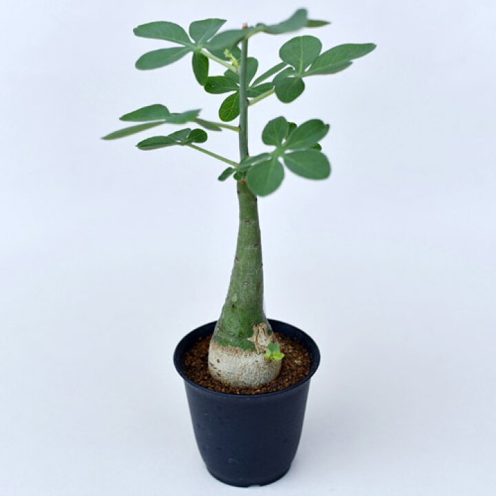 楽天市場】塊根植物 アデニア グラウカ 3号 個体A 多肉植物 