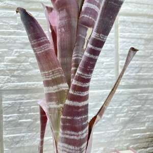 ^NuA@rxMA `F[ pC 3@CeA  IV JCC  