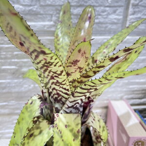 ^NuA@GNA I[fBA 3.5OXbg A(i)@CeAO[ |   킢