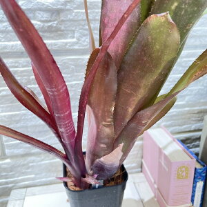 ^NuA@rxMA r[h} 3@CeA  IV JCC  