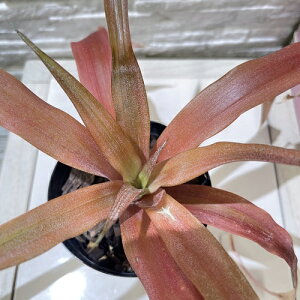 ^NuA@AiiX V_X 3dO|bg(i)@CeAO[ |   킢